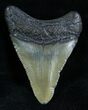 / Inch Megalodon Tooth From SC #2105-1